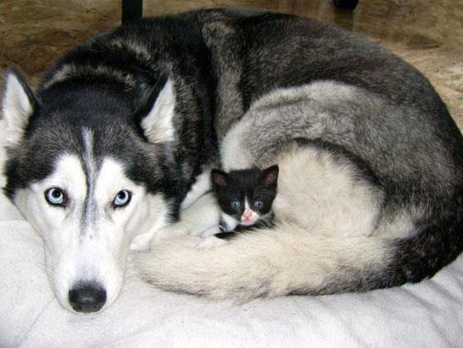 Хаски и кошка