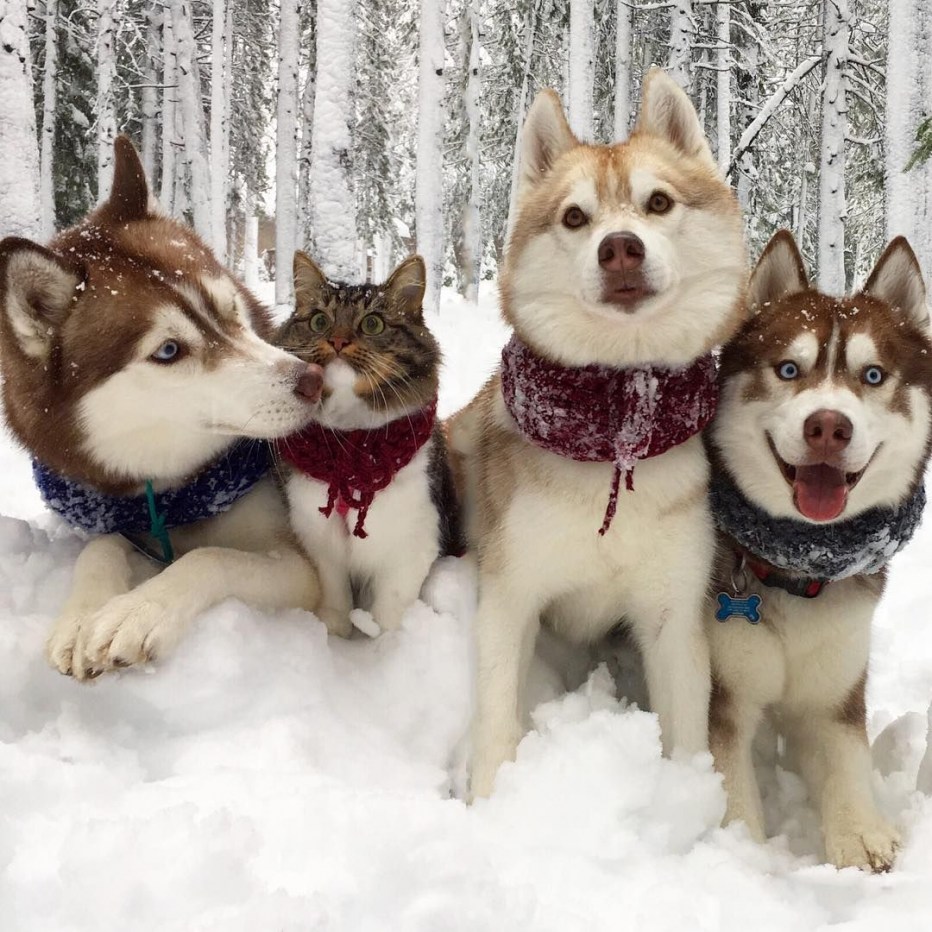 Хаски и кошка