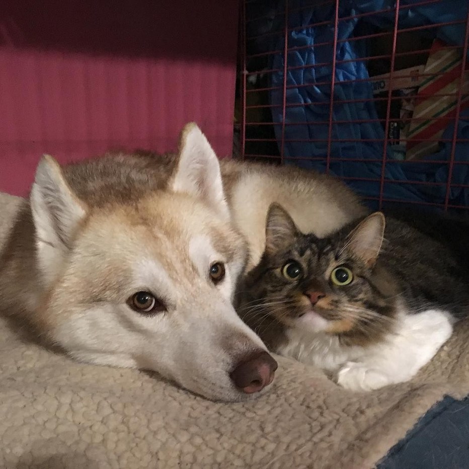 Хаски и котенок