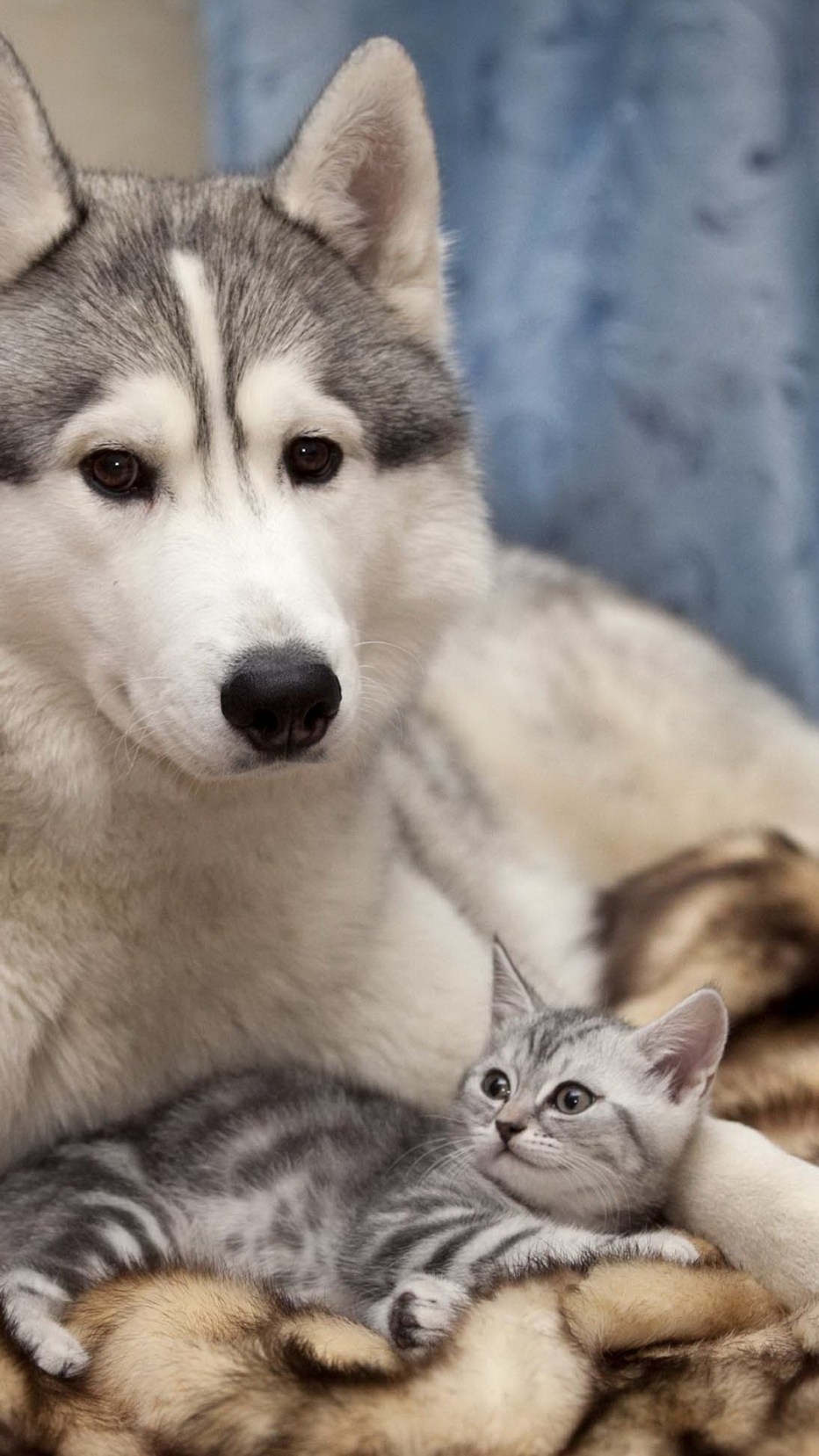 Хаски и кот