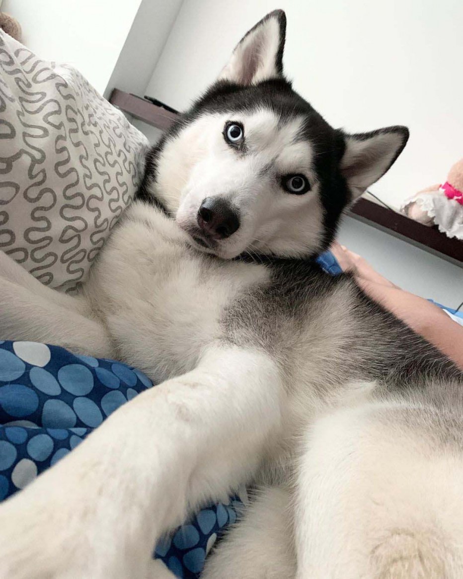 Хаски и кот