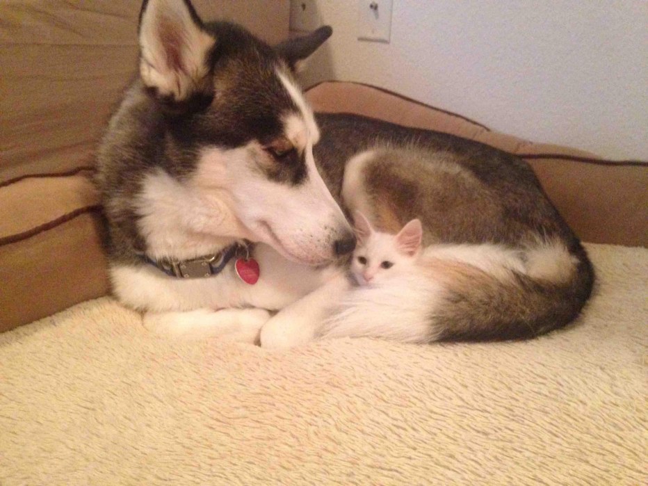 Хаски и кот