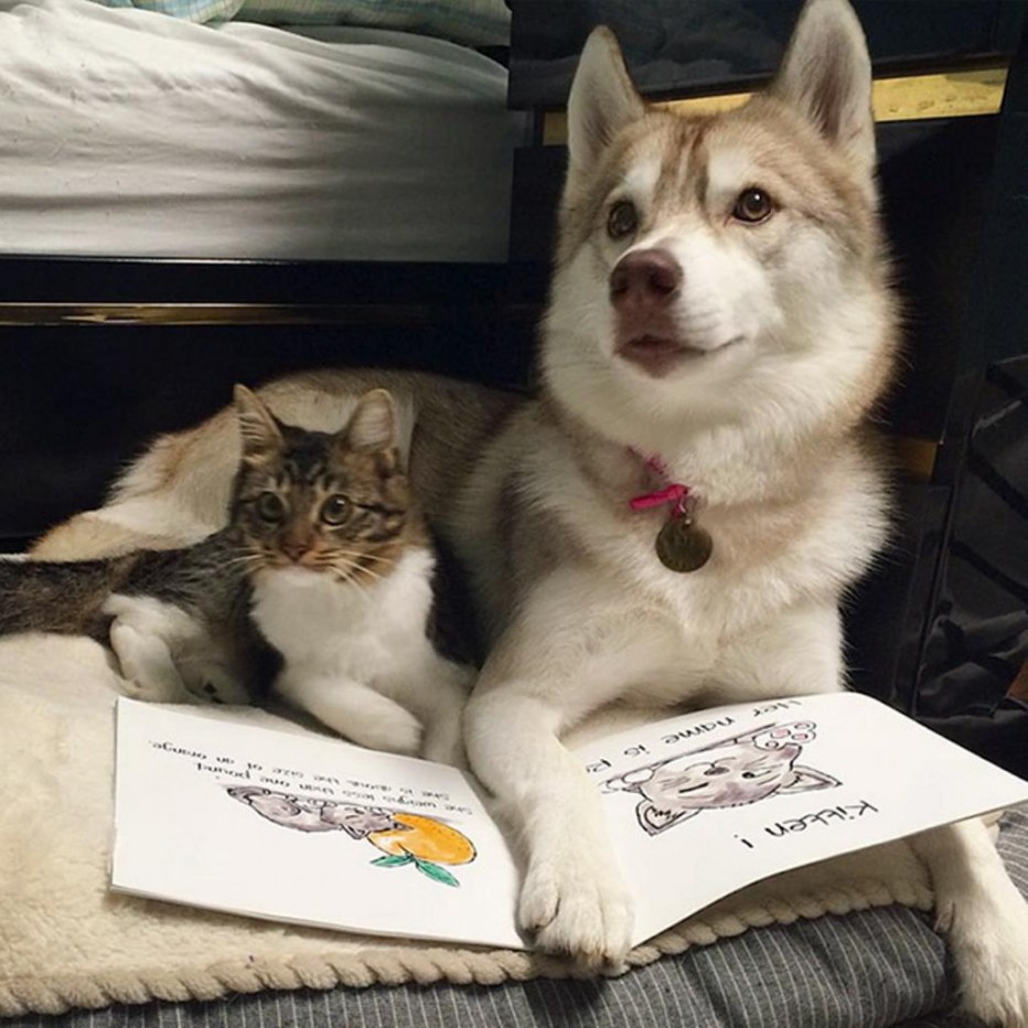 Три хаски и кот