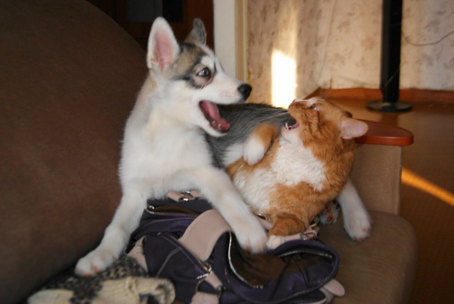 Хаски и кот