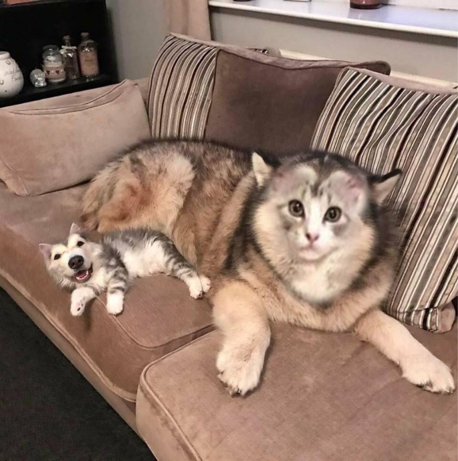 Маламут и кот