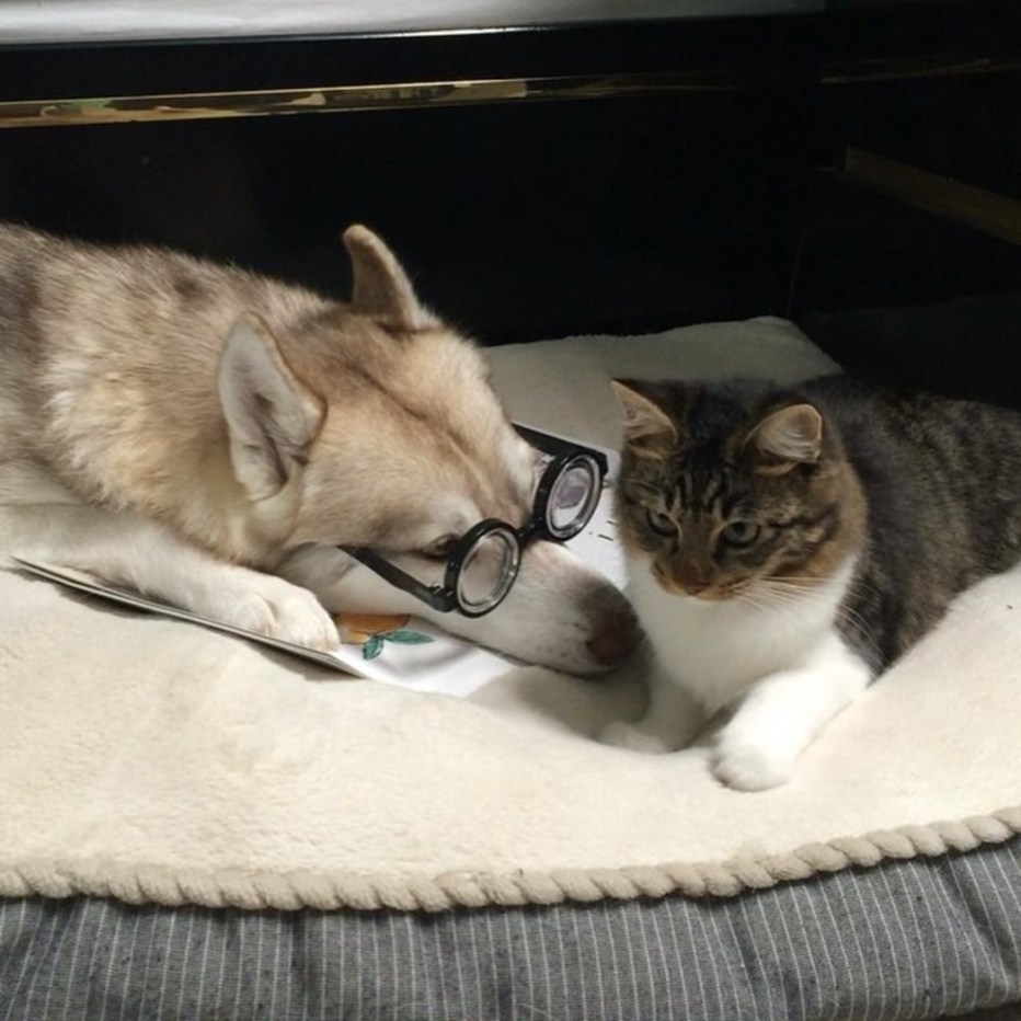 Хаски и котенок