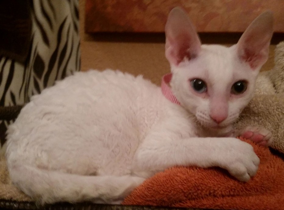 Коты Корниш рекс