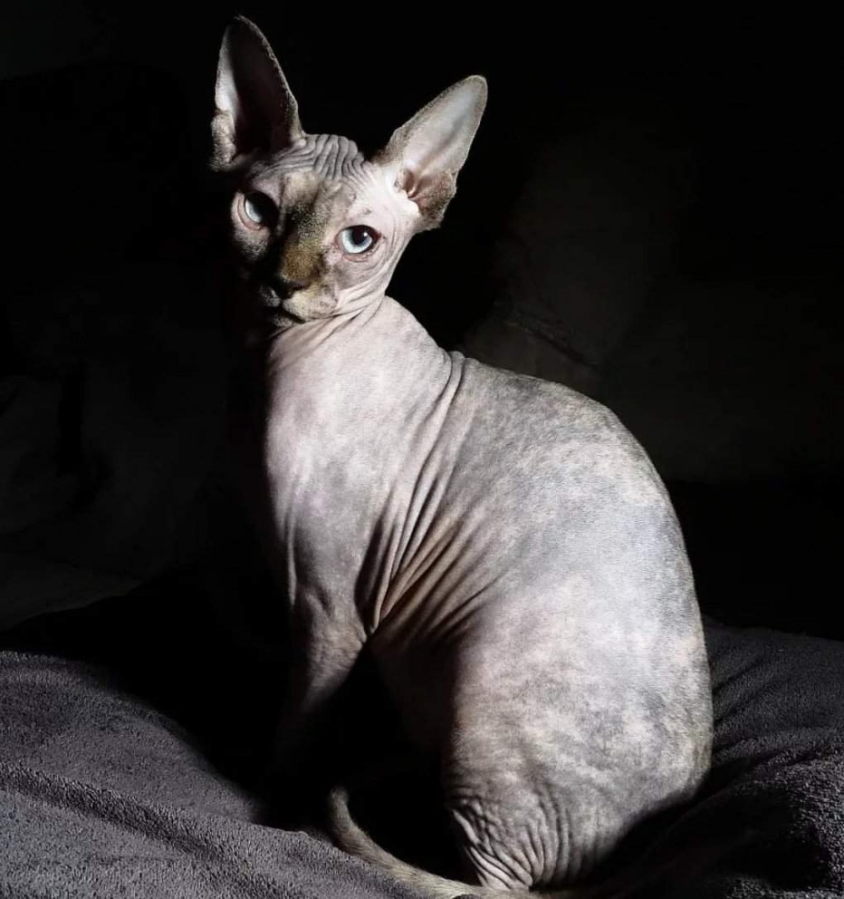 Кот Корниш рекс