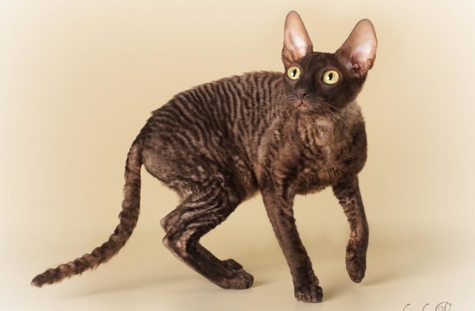 Корниш рекс