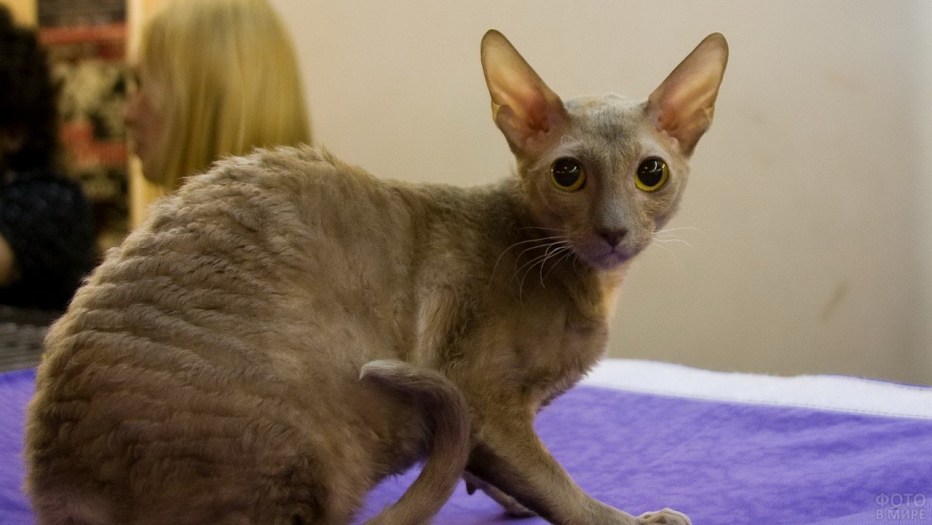 Корниш рекс кошка