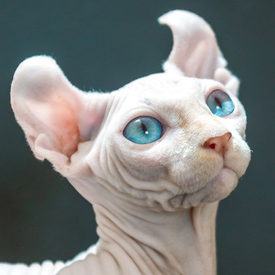 Коты Корниш рекс