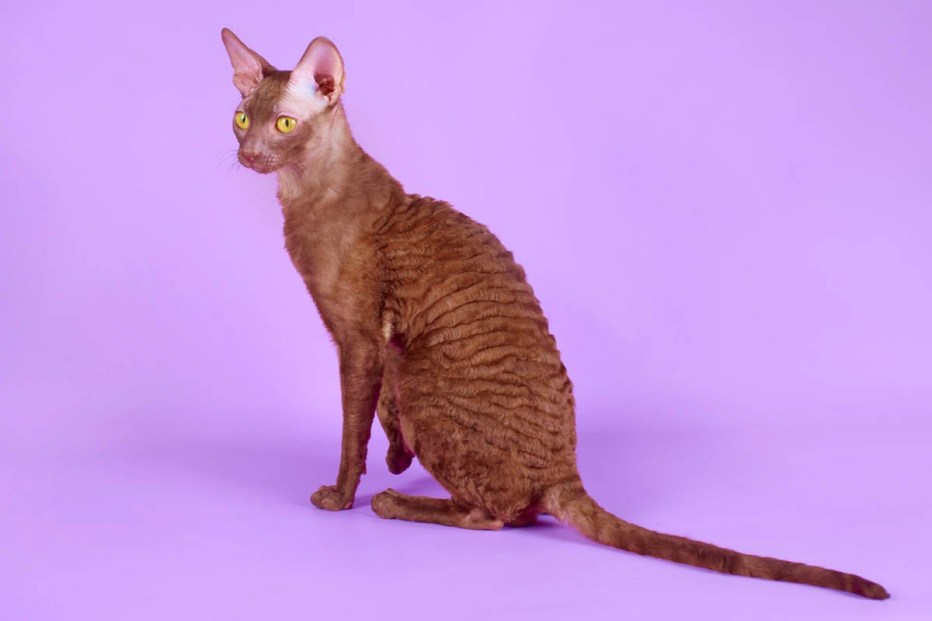 Коты породы Корниш рекс