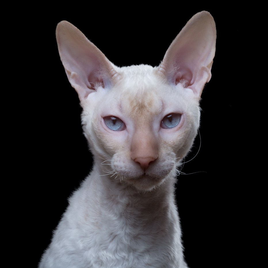 Корниш рекс кошка