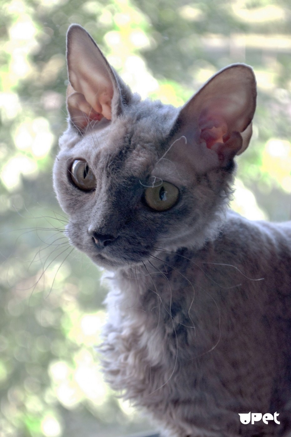 Корниш рекс