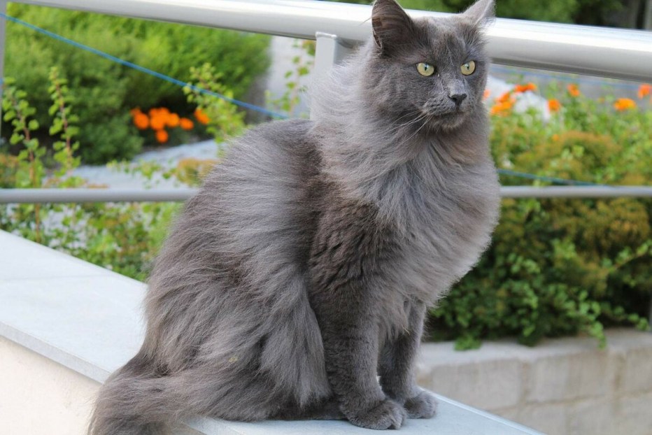 Сибирский Нибелунг котенок