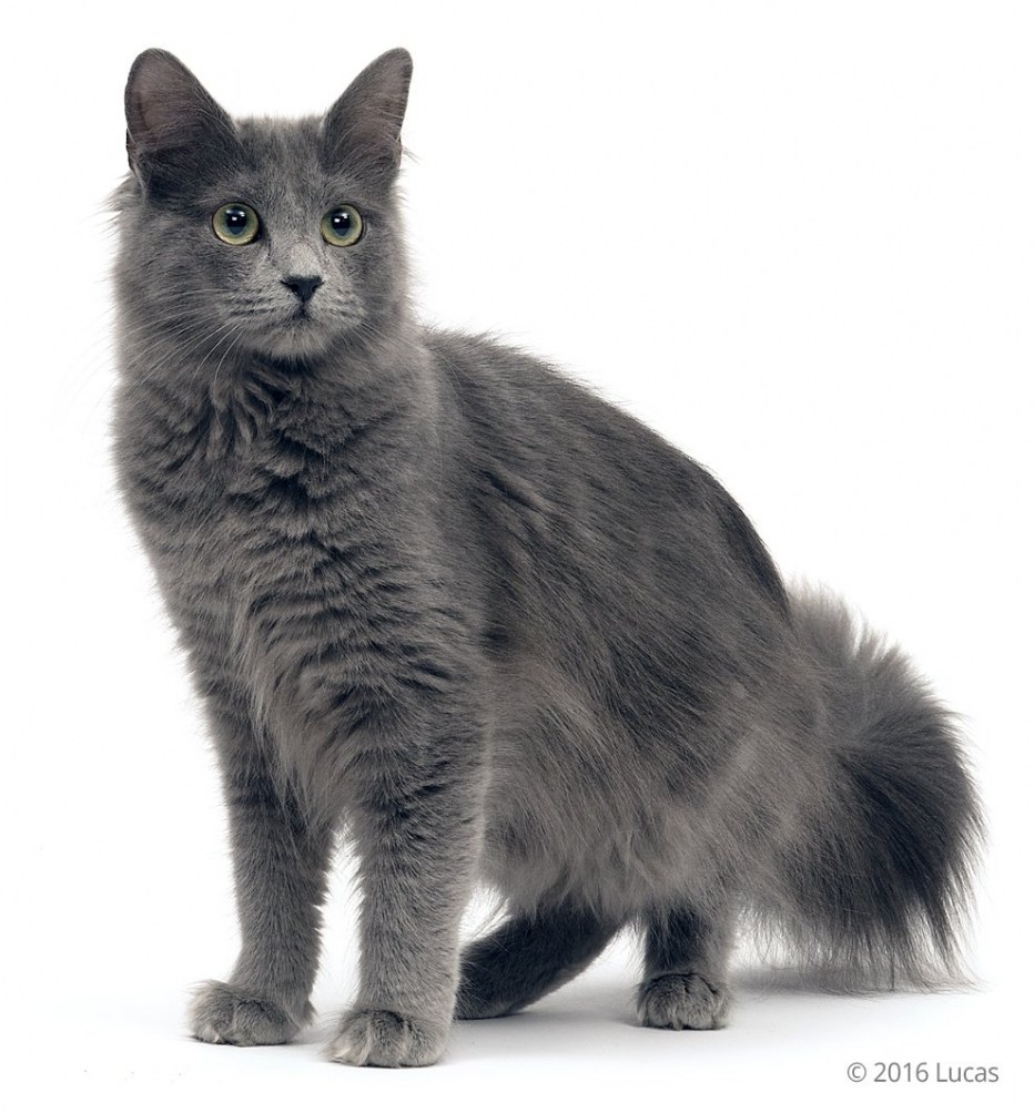 Коты Нибелунги