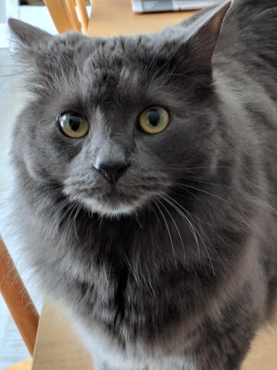 Кошки американский Нибелунг