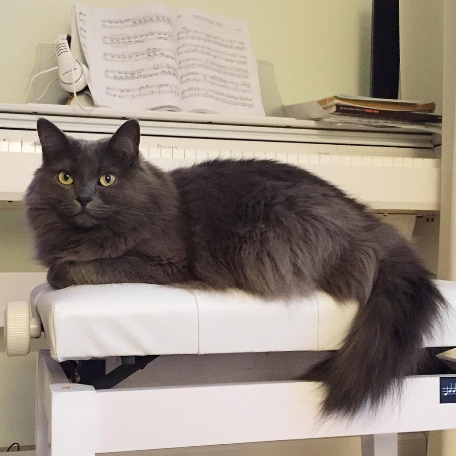 Нибелунг котята