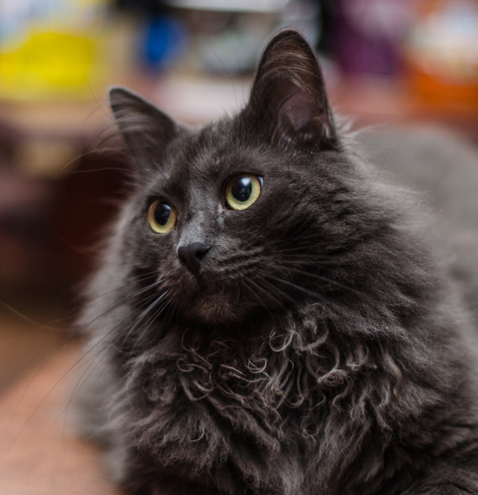 Нибелунг кошка короткошерстный