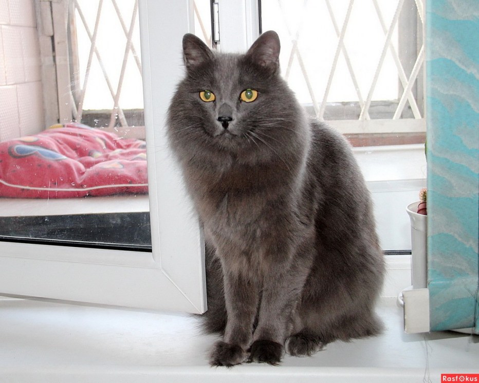 Коты Нибелунги