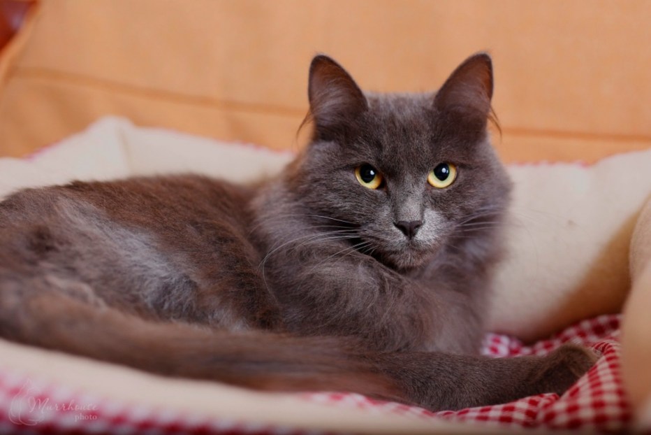 Нибелунг трехцветная кошка