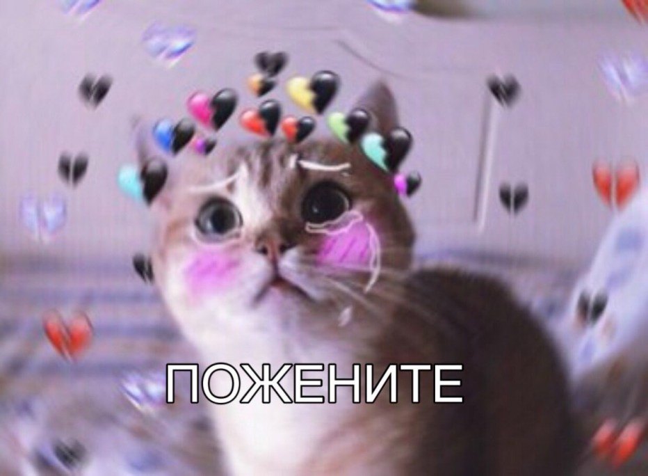 Милый котёнок пикча