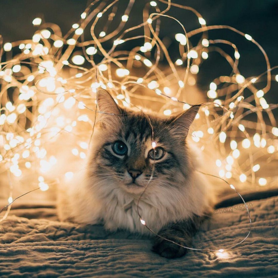 Кот в новогодних огоньках