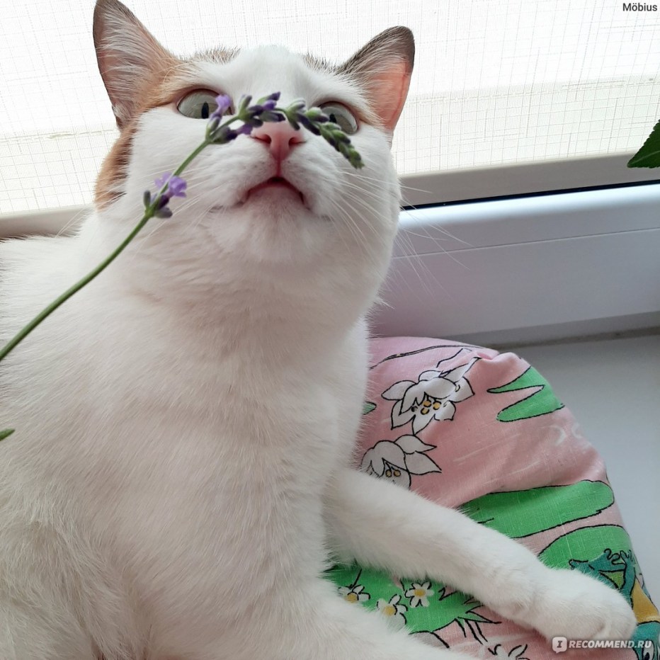 Коты для обработки