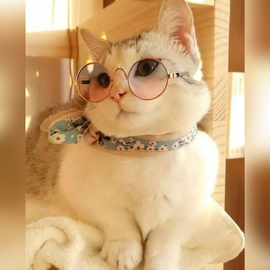 Кошечка в очках