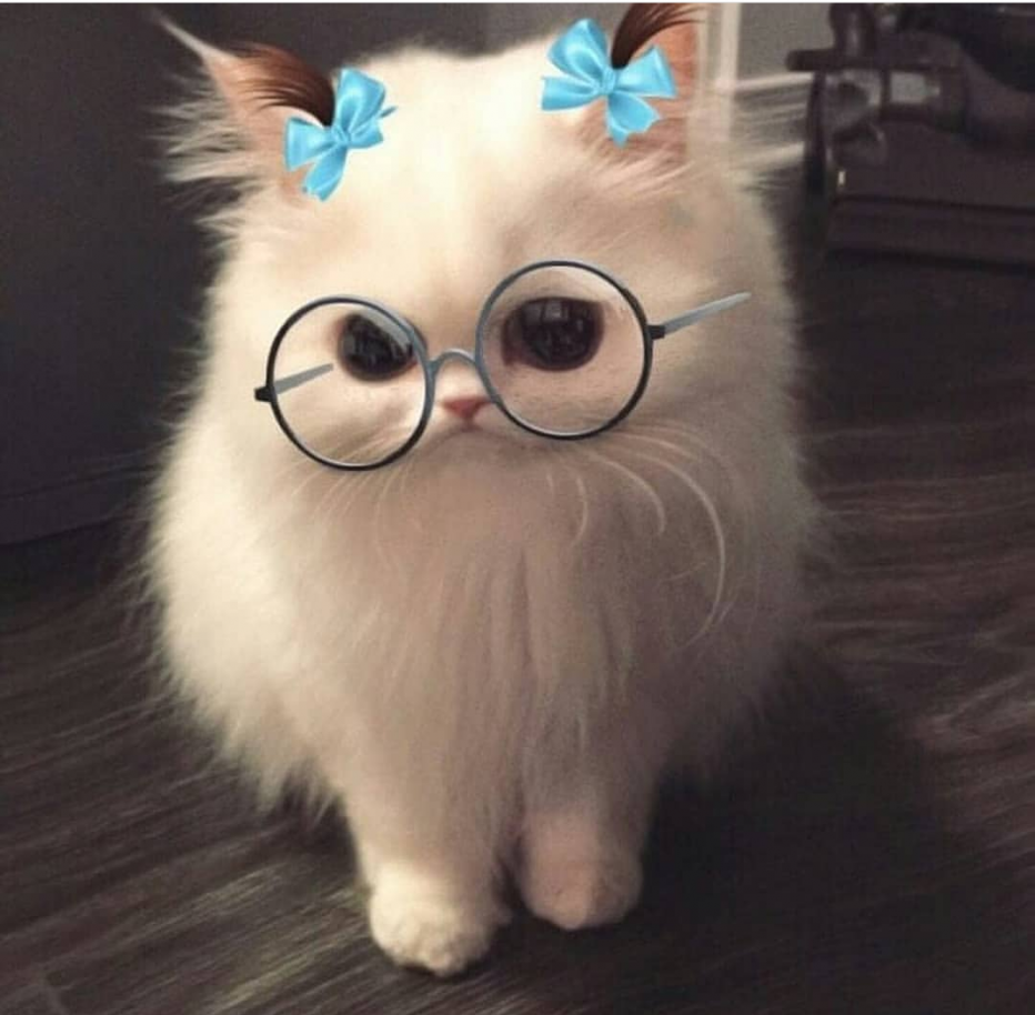 Котики обработки