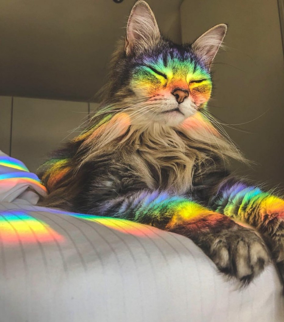 Радужный кот