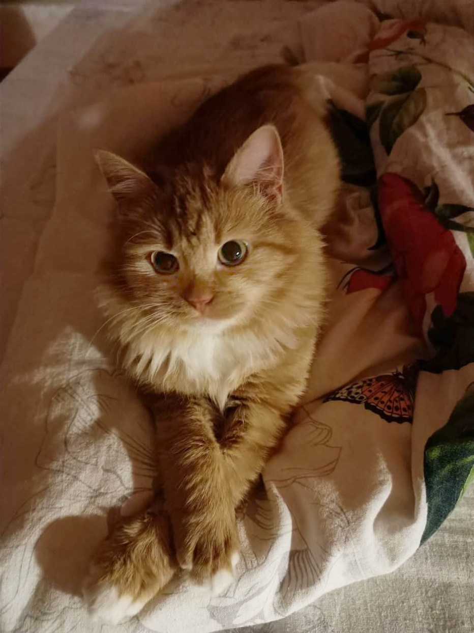 Сохраненки с котиками