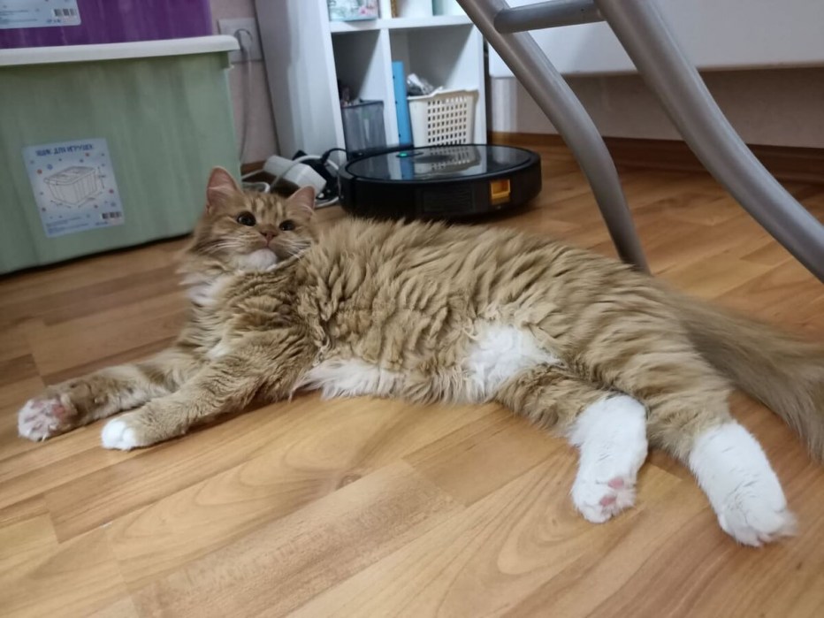Милые котики с сердечками