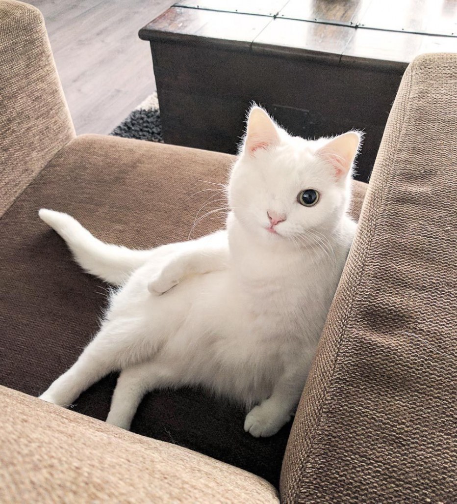 Котик с сердечками на голове
