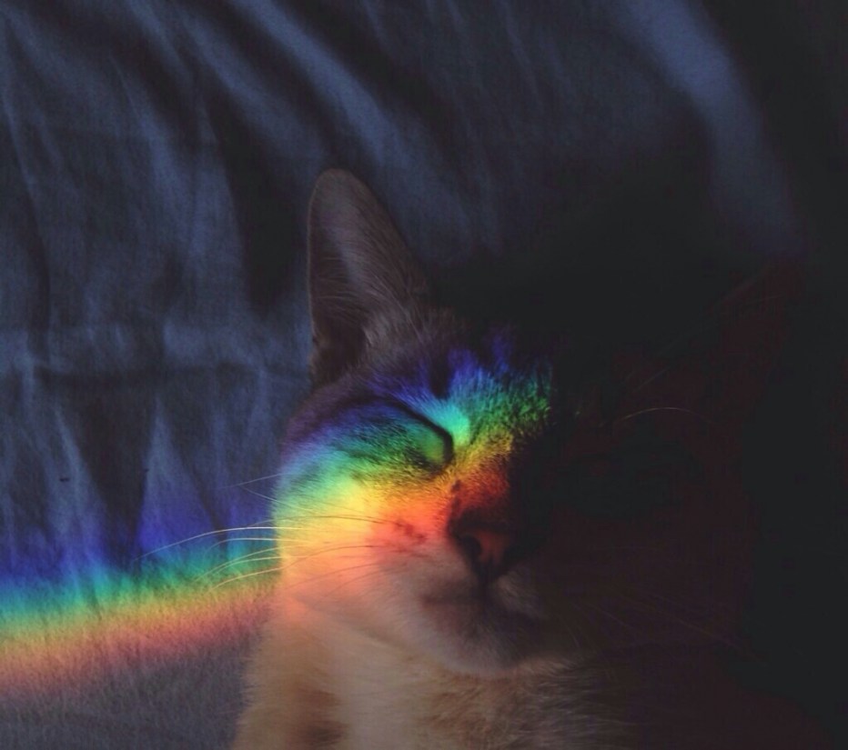 Кот в веночке