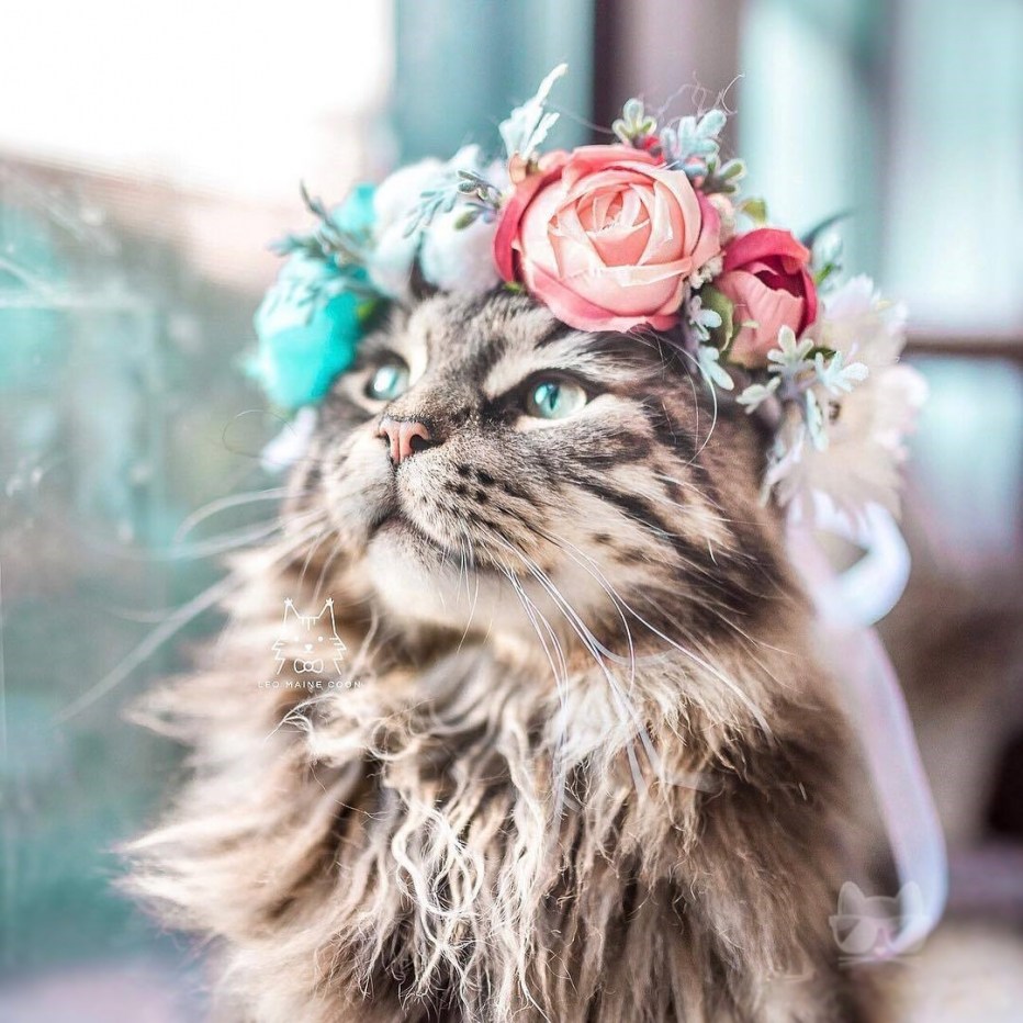Кошка в венке