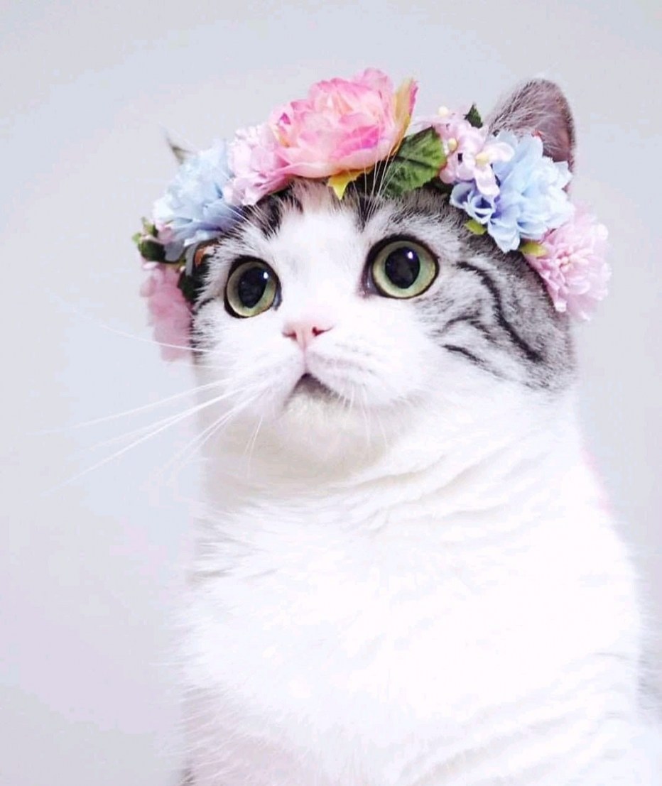Кот Эстетика