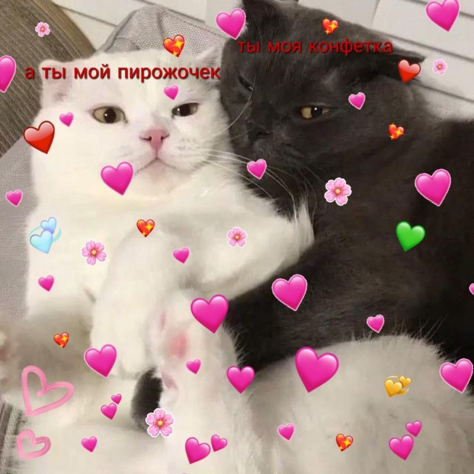Кошки снапчат