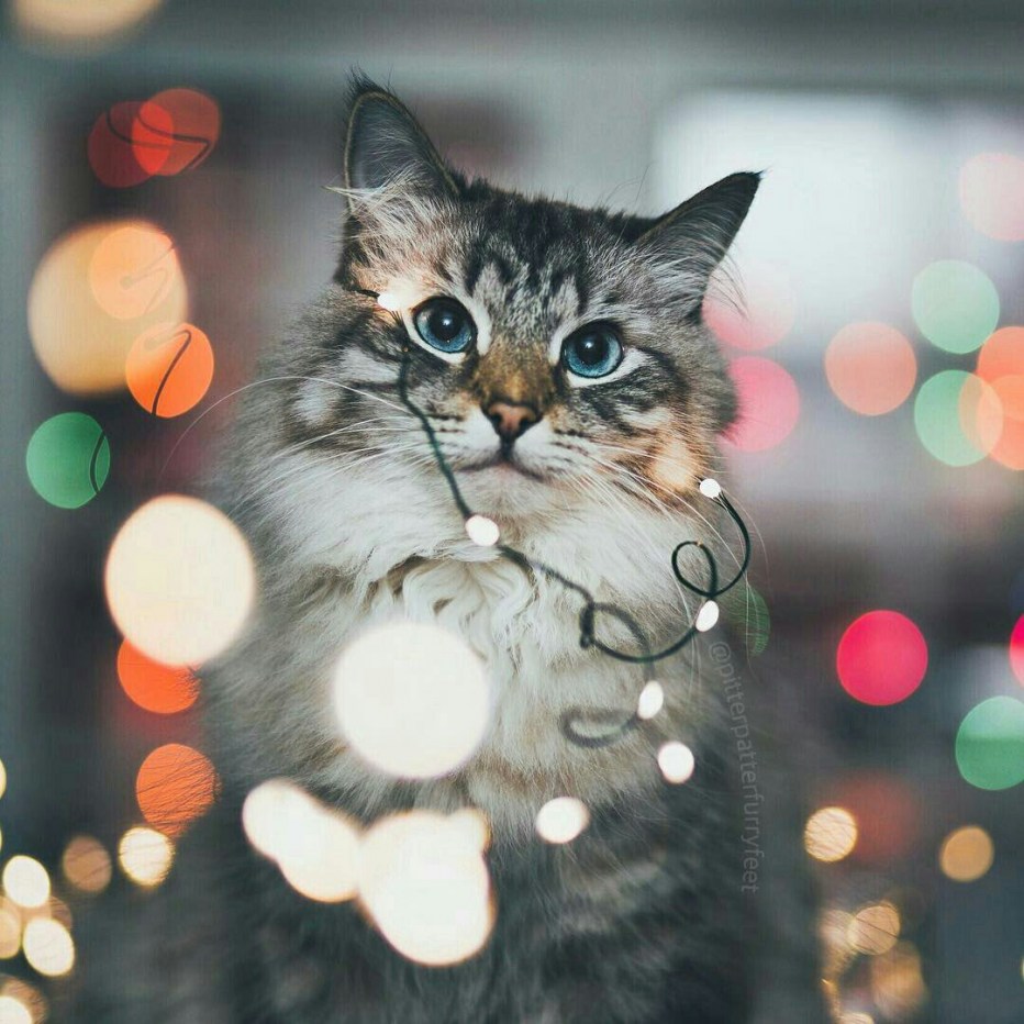 Кот в гирлянде