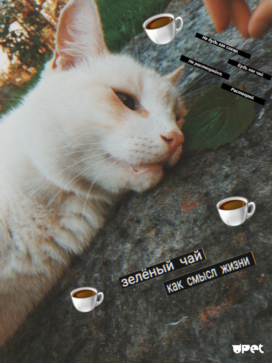 Кошка Радуга