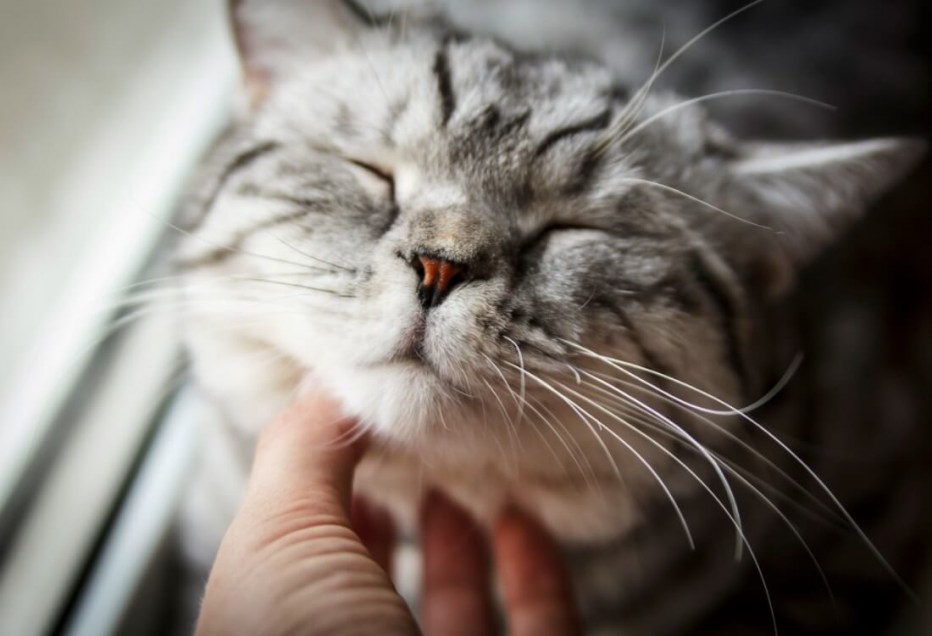 МЯУЧАЩИЙ кот
