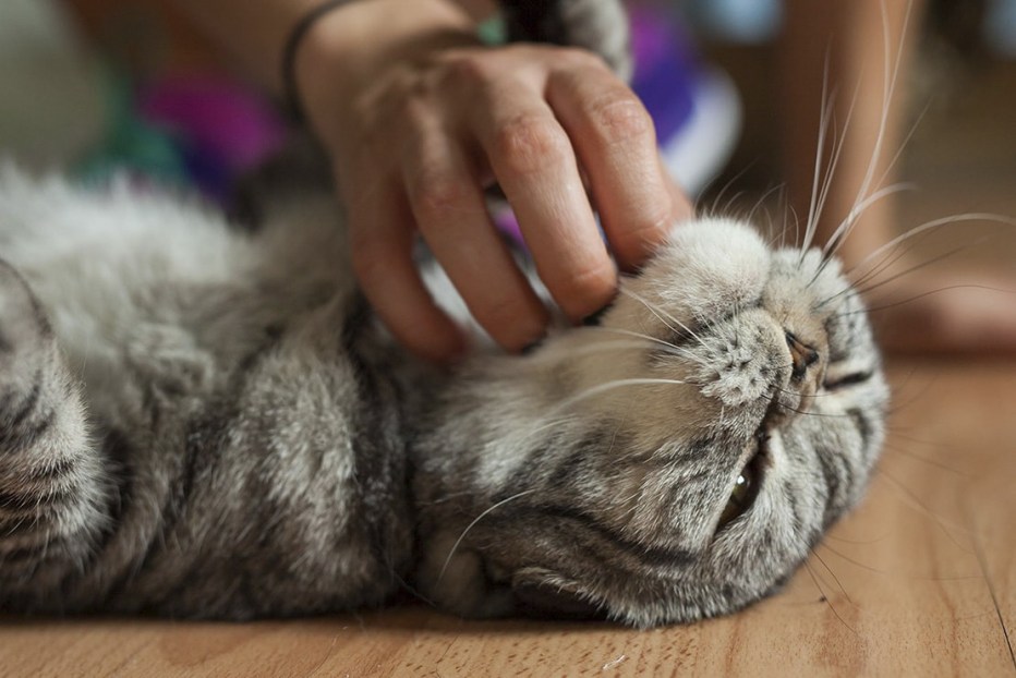 Мурчание котят