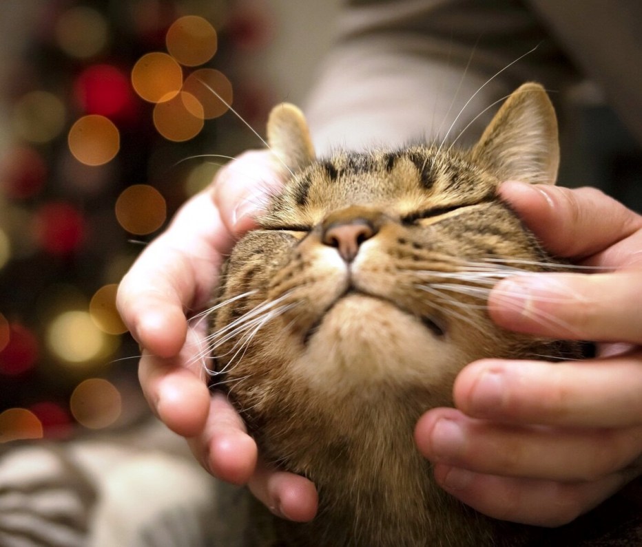 Кот ласкается