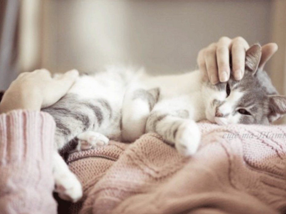 Кот спит на руках