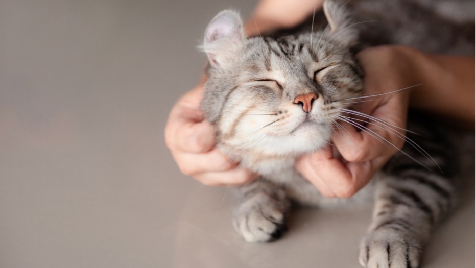 Котика чешут за ушком
