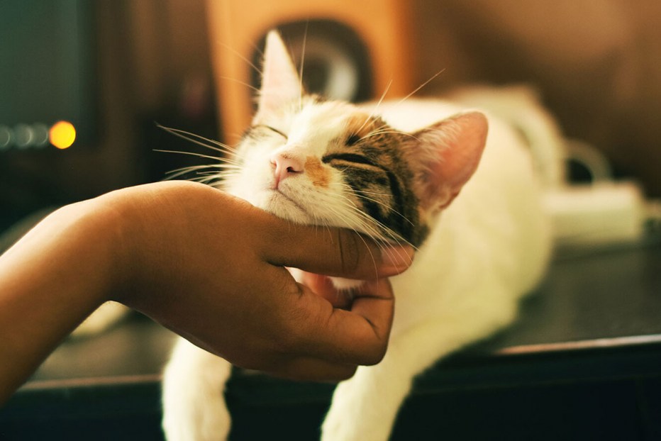 Котика гладят