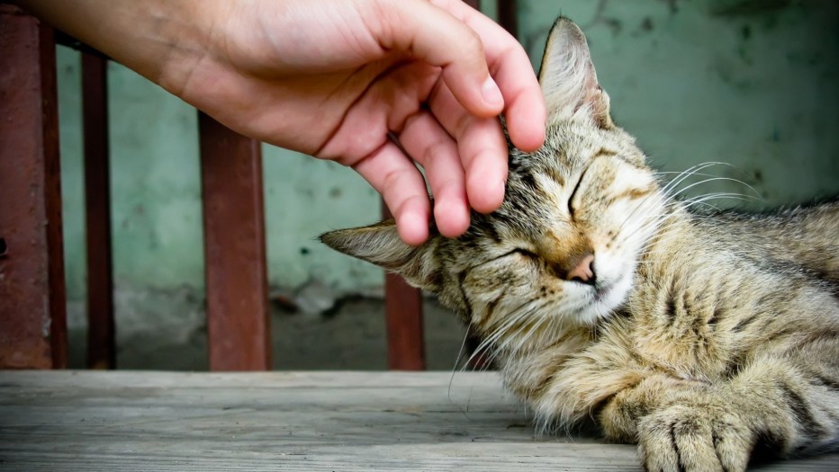 Кошка ласкается