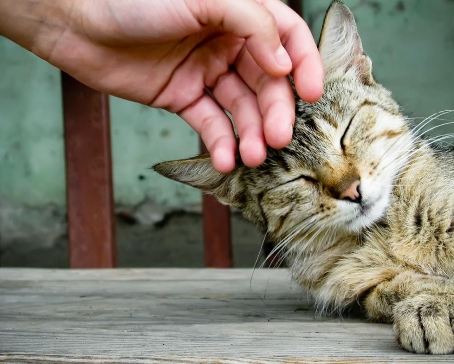 Кошка ласкается
