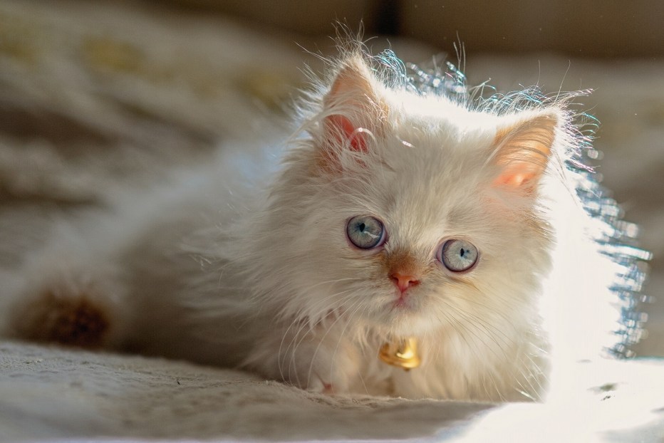 Гималайская кошка белая