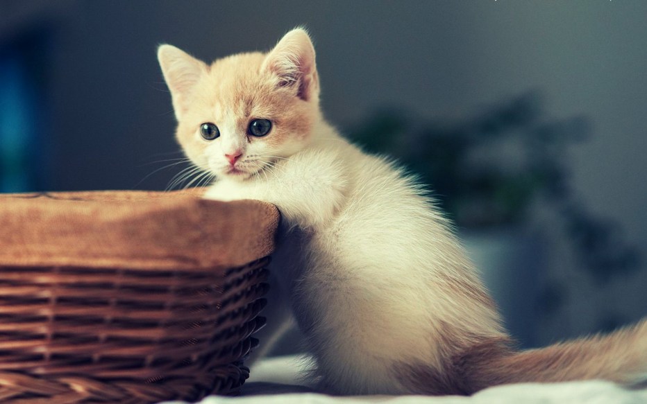 Красивые котята